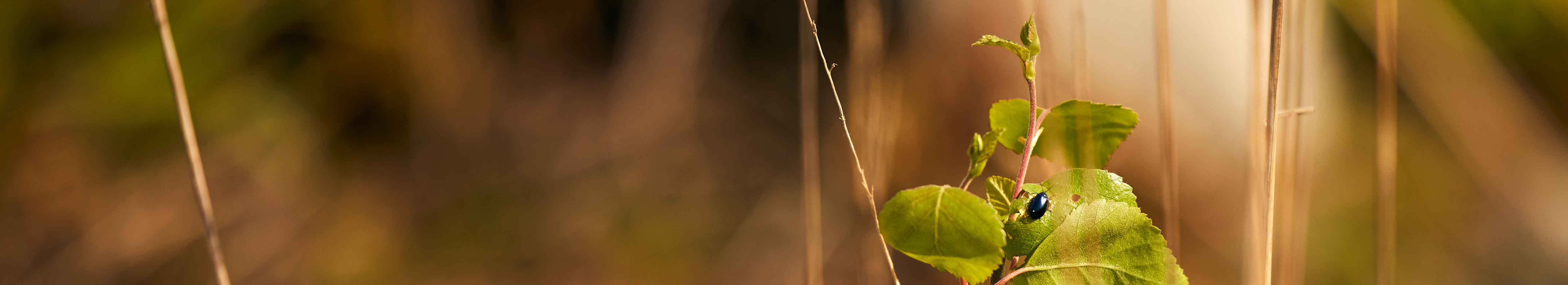 Birch, bug