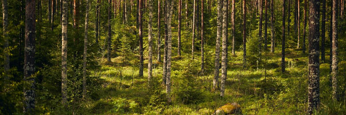 Forest with trees