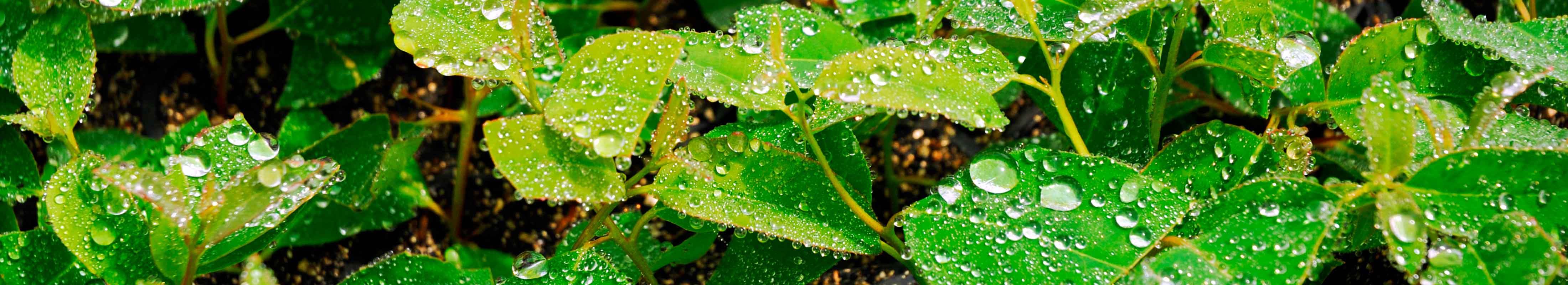 green leaves