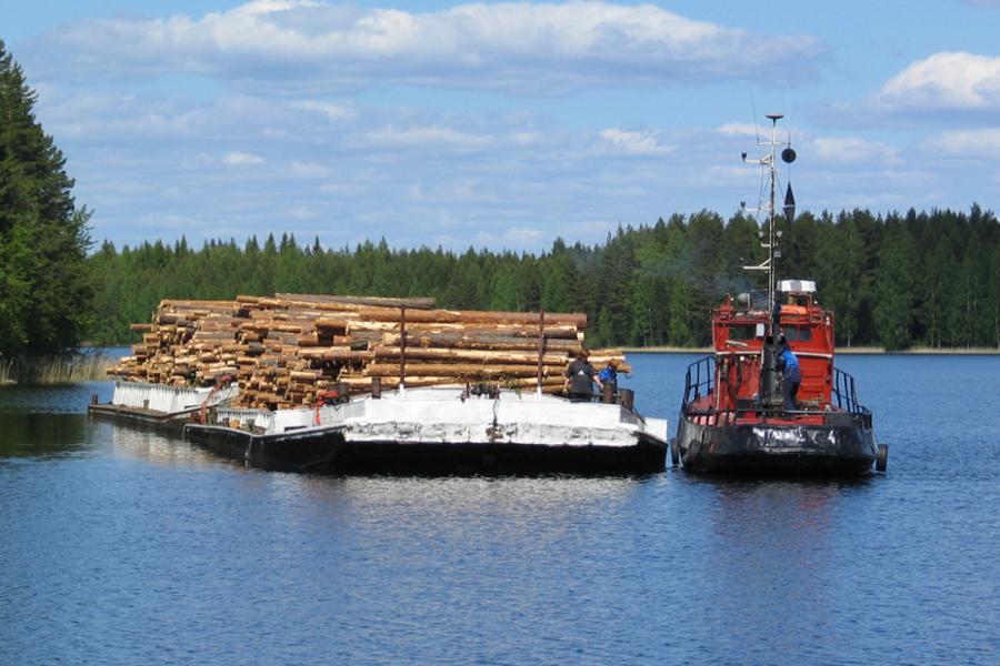 Logs being transported via water.