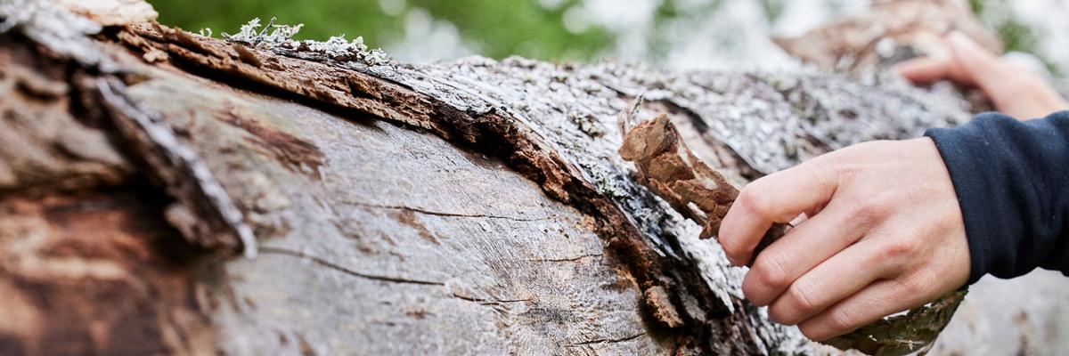 Hand on bark