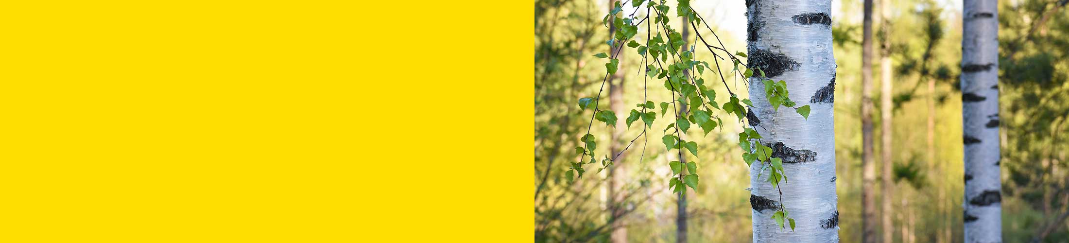 Yellow + birch