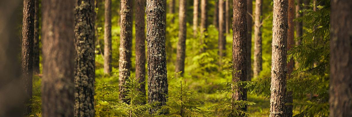Pine forest