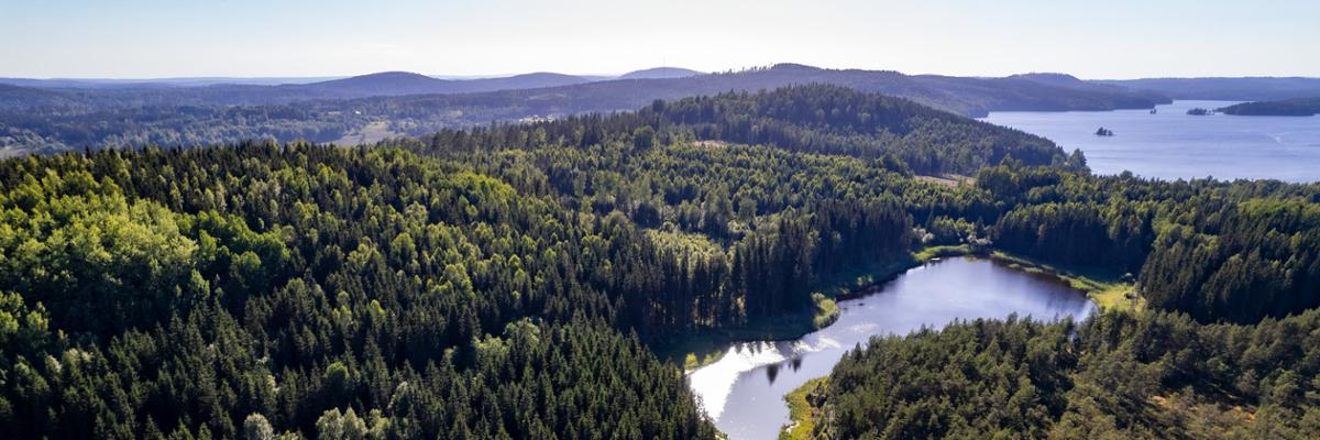 Aerial view over the forest