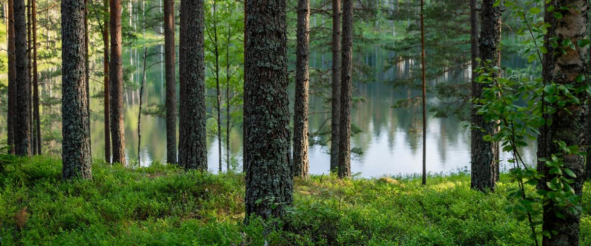 Photo of forest and lake.