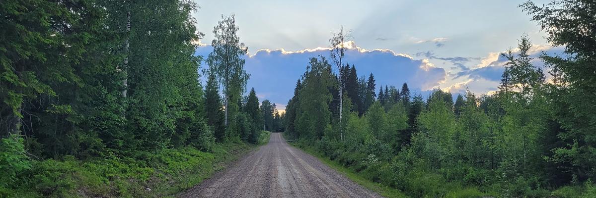 Forest road