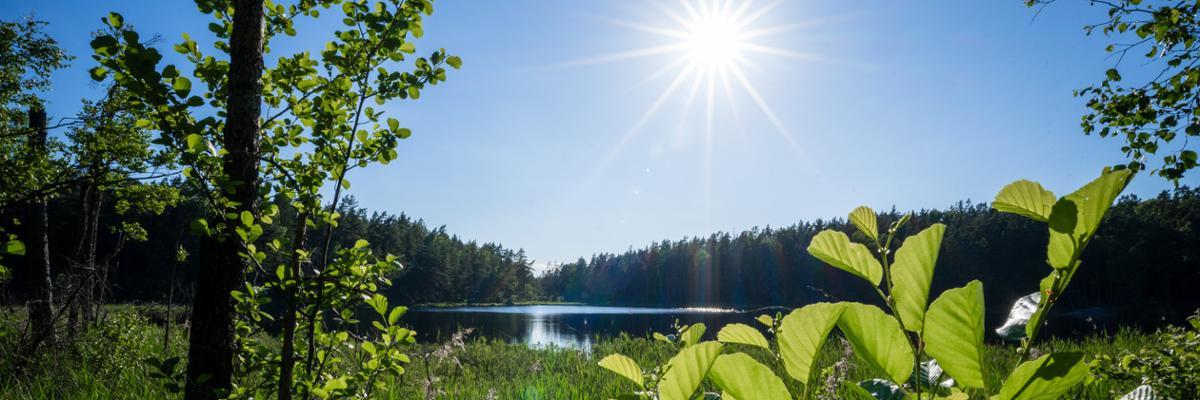 Słońce nad leśnym jeziorem