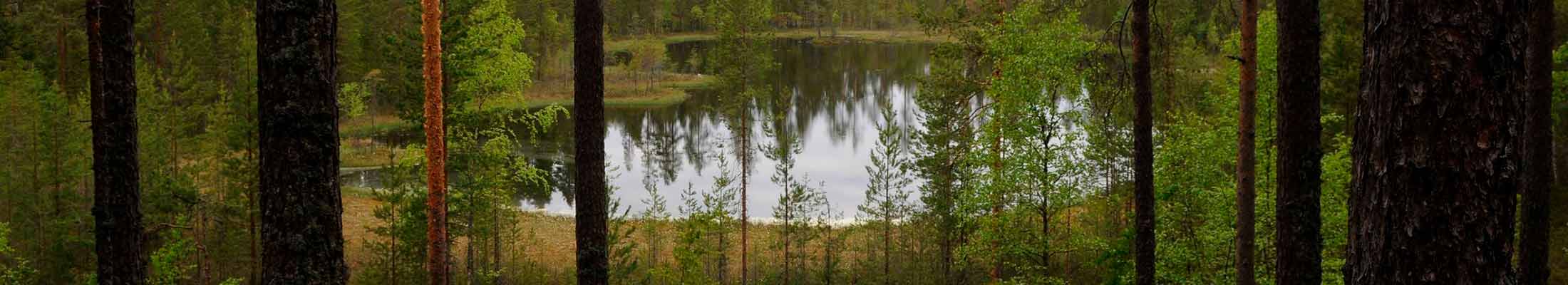 Lake in Finnish forest