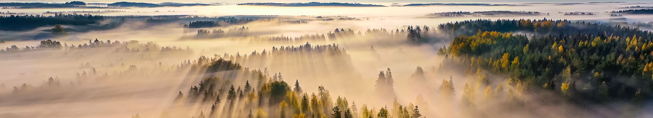 Forest horizon_2200x400