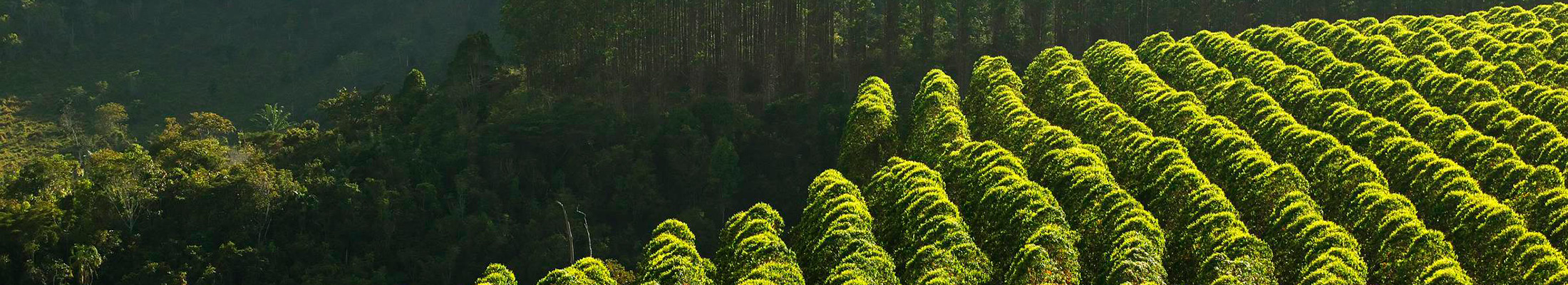 Tree plantations in Brazil