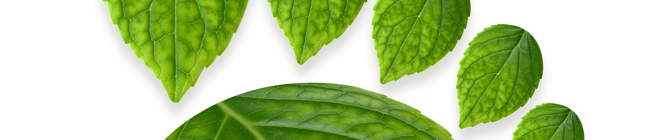 Carbon footprint shaped from leaves