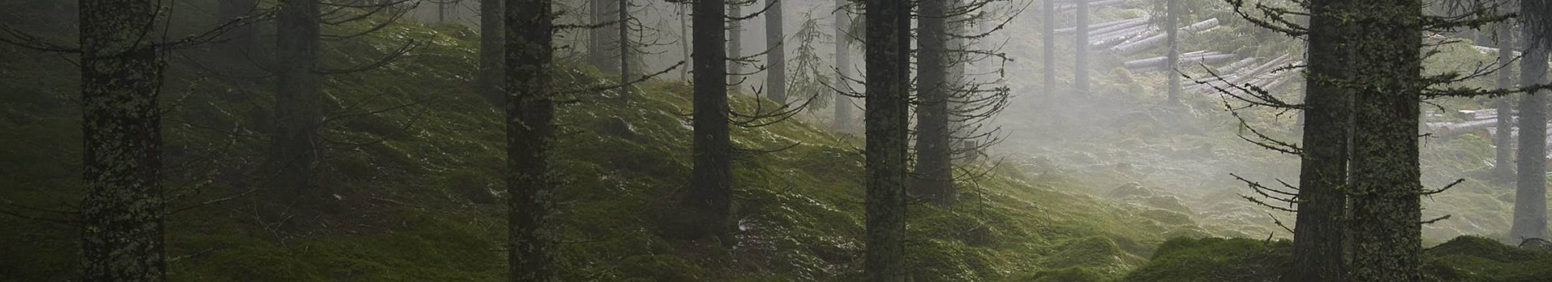 Foggy forest