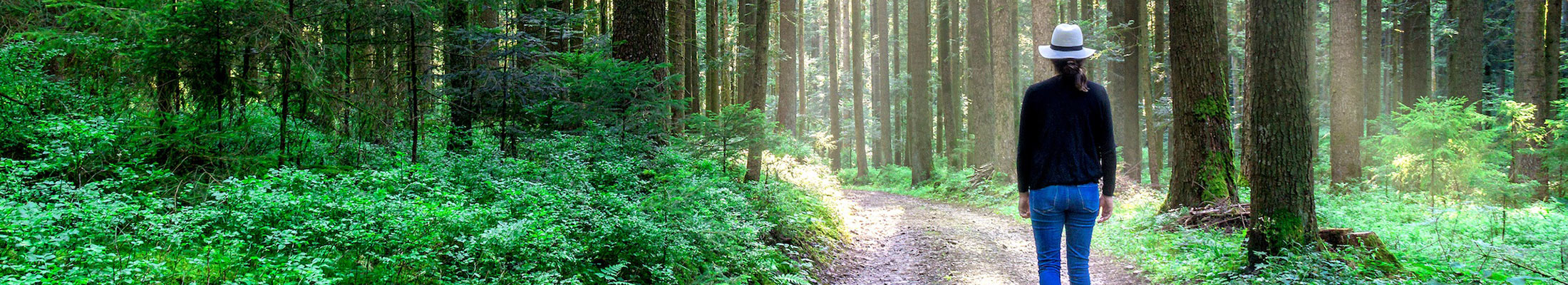 Forest walk