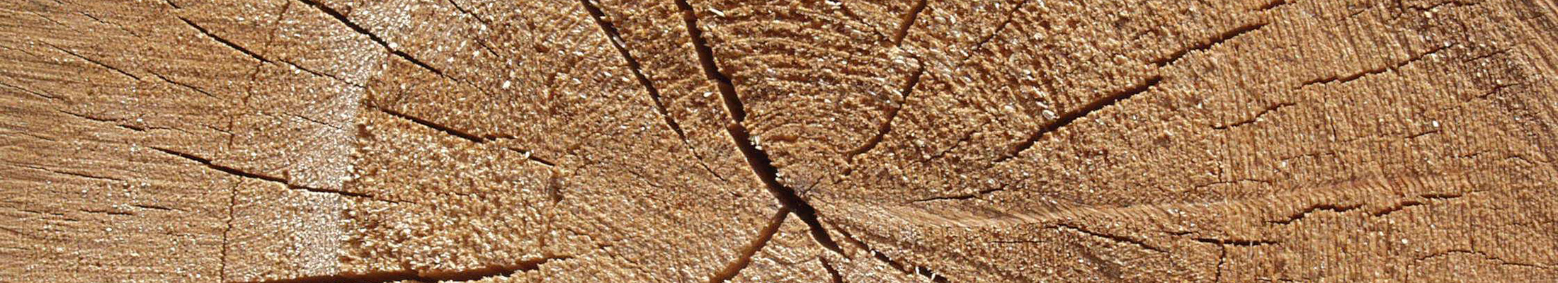 Growth rings on tree