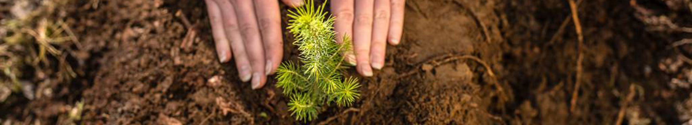 Hands around seedling