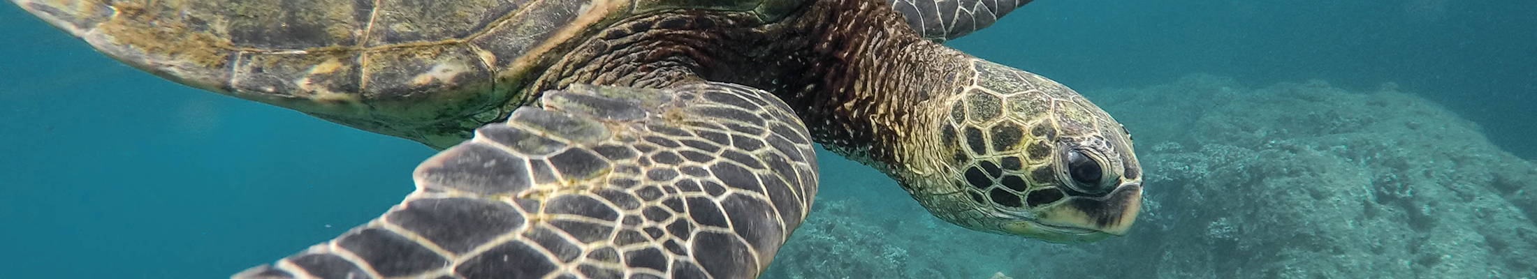 Sea turtle