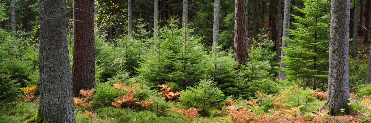 A view of a forest in autumn