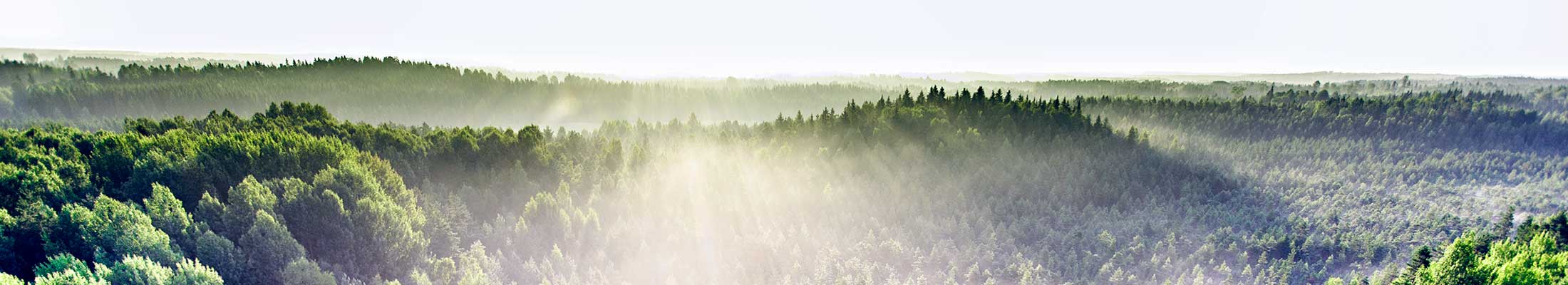 Forest sunshine