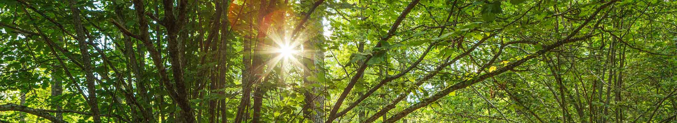 Sunshine through leaves