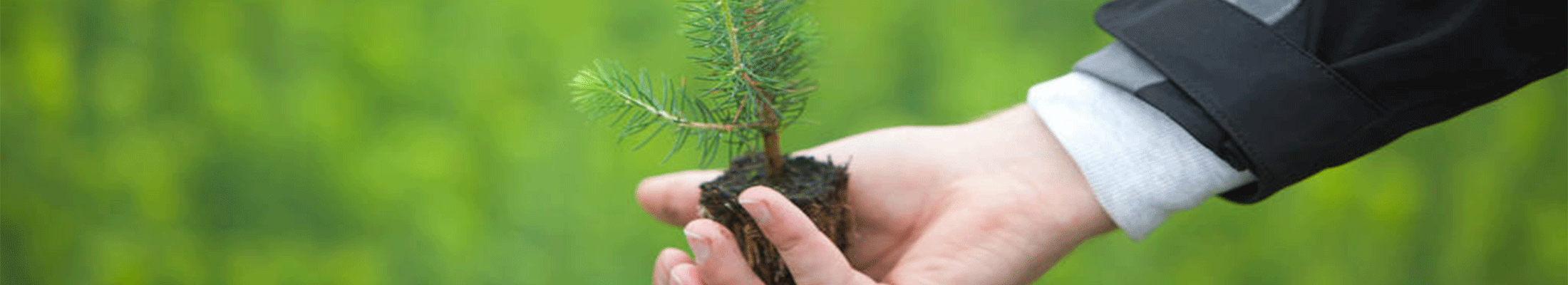 grow