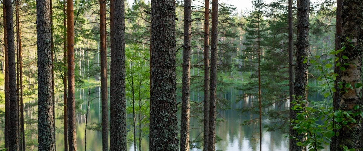 Forest by a water