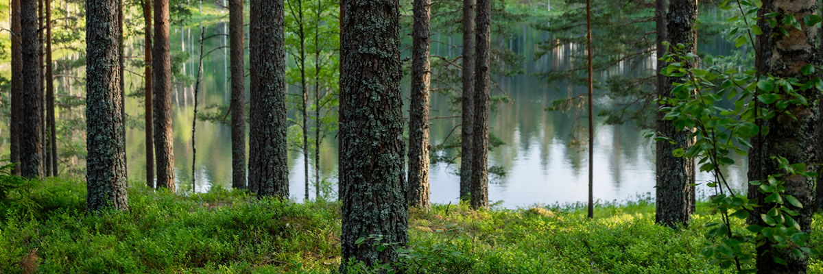Forest by a lake