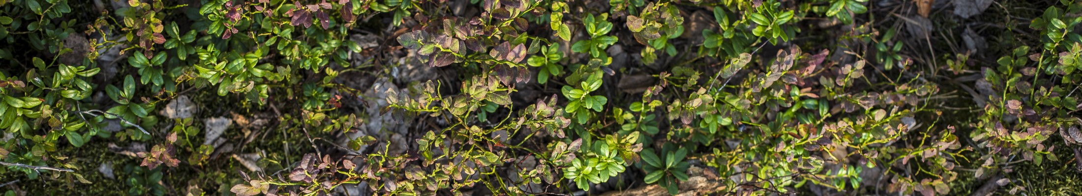 Forest floor, News