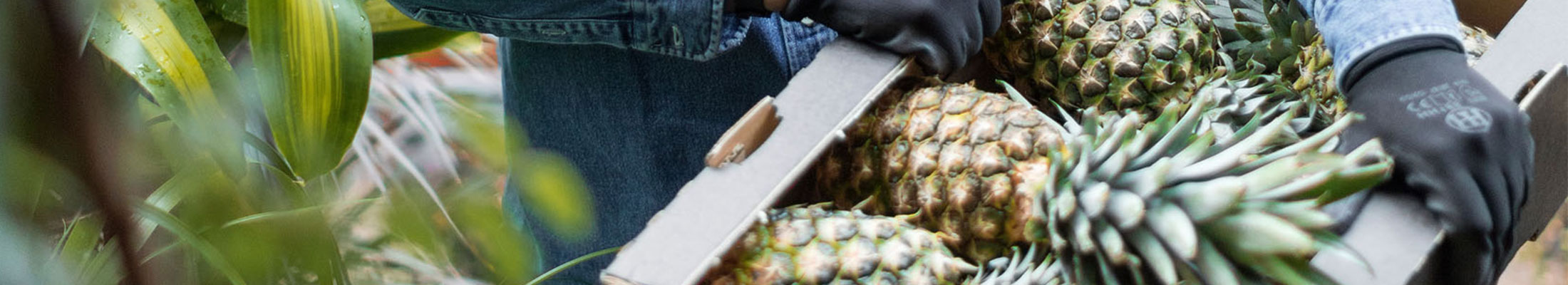 Fruit packaging