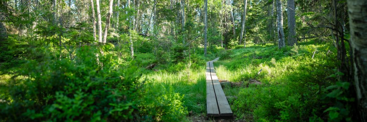 Forest path