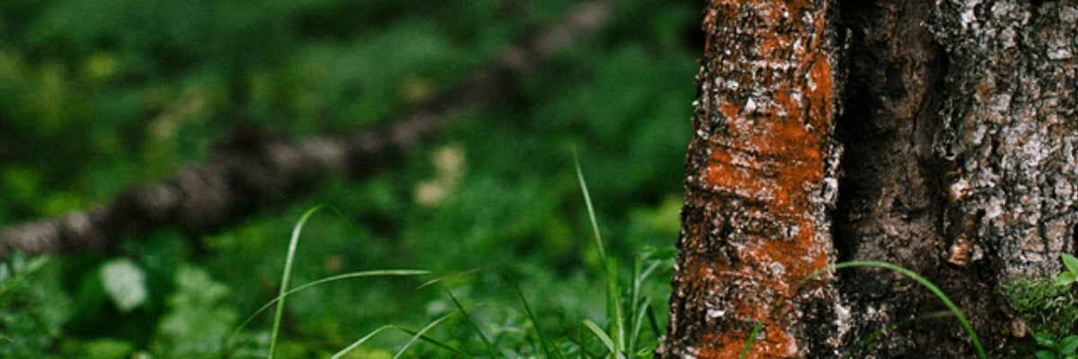 Tree trunk
