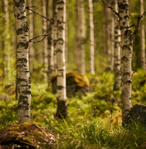 Birches in summer forest