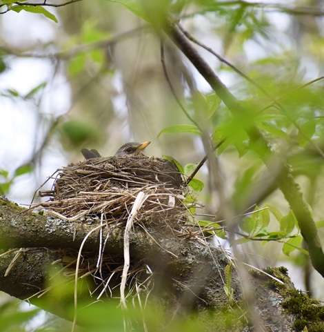 Bird sitting in a nest