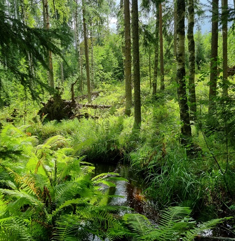 Forest stream