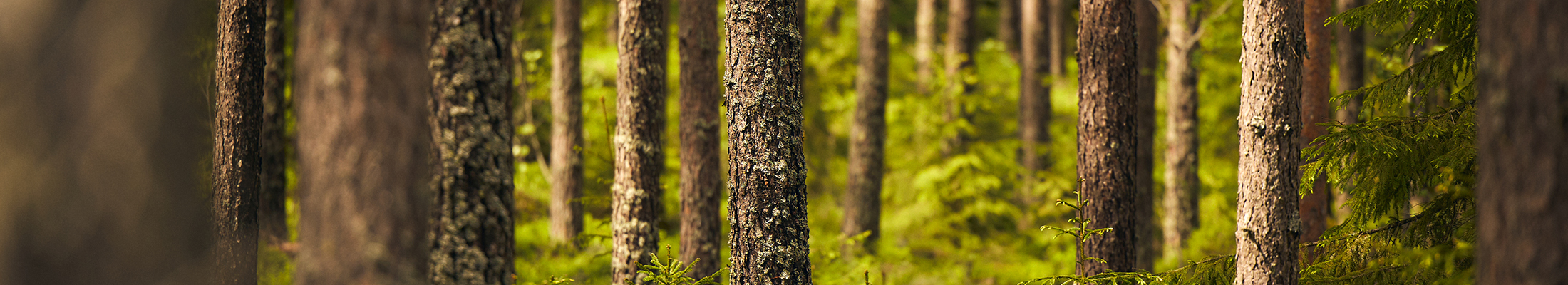 Northern forest