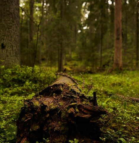 Ground deadwood in forest