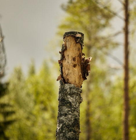 High stump