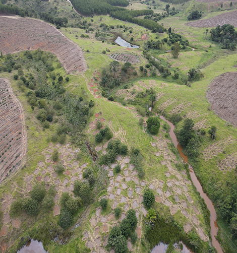 Veracel restored areas