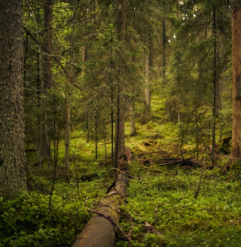 Old forest and deadwood