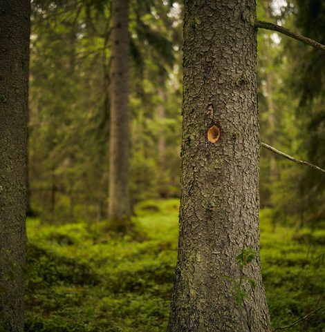 Tree in a protected forest