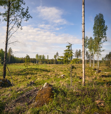 Retention trees