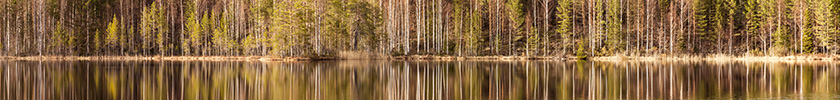 lake in forest