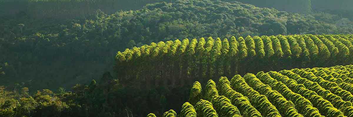 Plantation