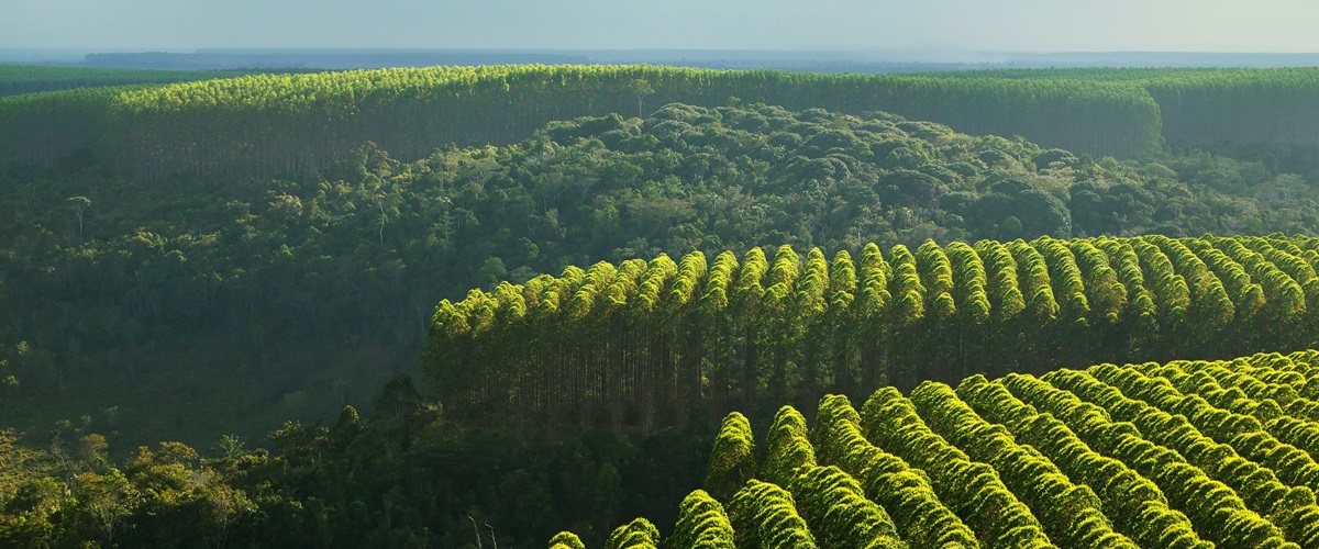 Plantations are a mosaic of areas for wood production and biodiversity management