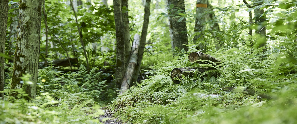Zielony, bujny las i martwe drewno