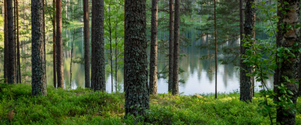 Northern forest and a lake