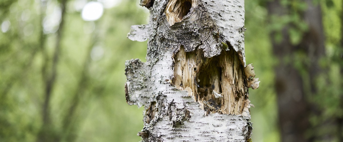 Tree with cavity is a nature value tree