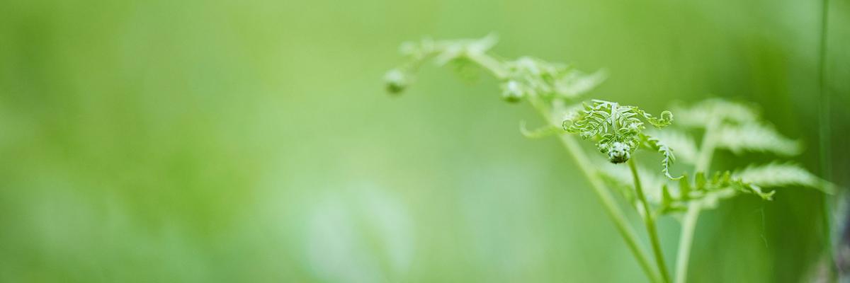 Green plant