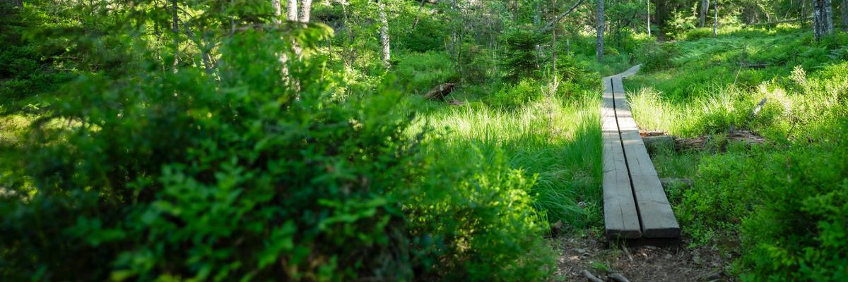 Weg im Wald