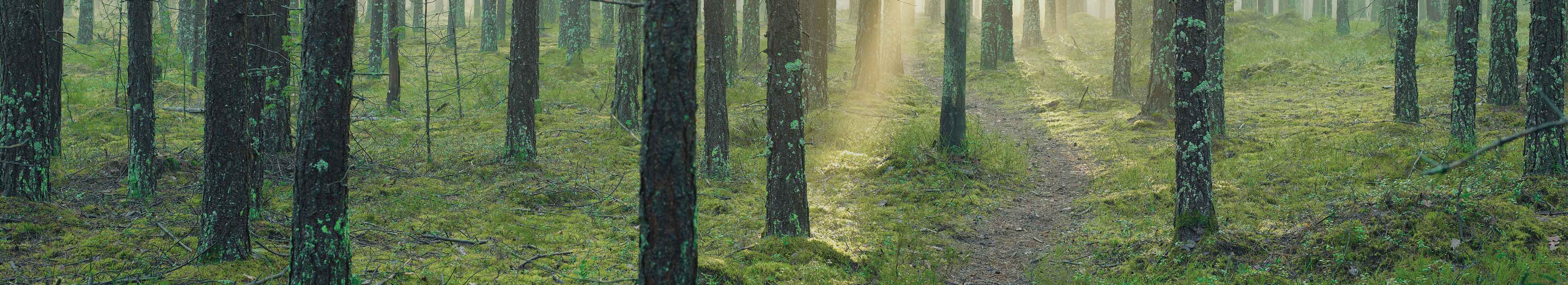 pine forest