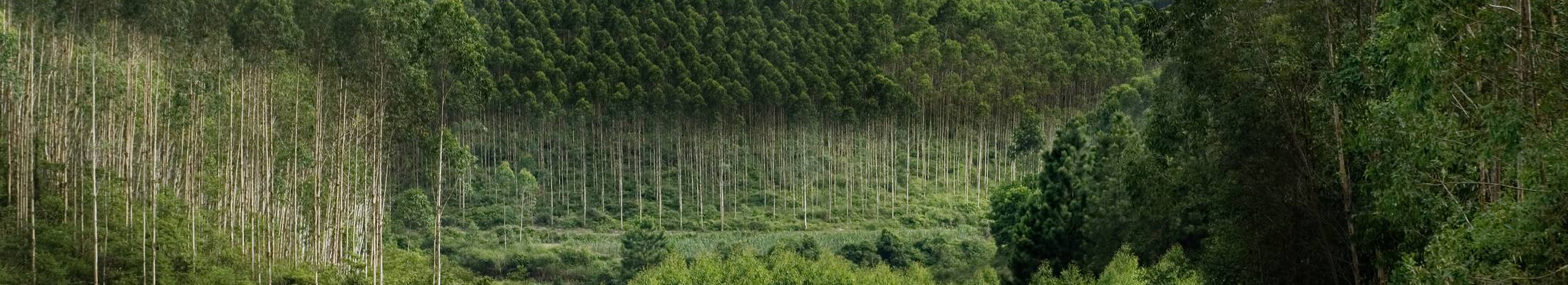 Plantations